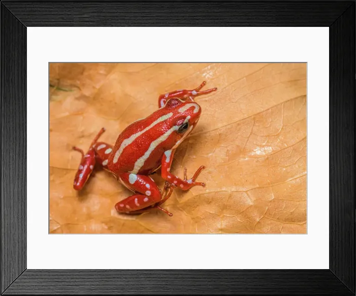 Framed Print : Epipedobates anthonyi - captive, Ontario, Canada Framed Print : Epipedobates anthonyi - captive, Ontario, Canada