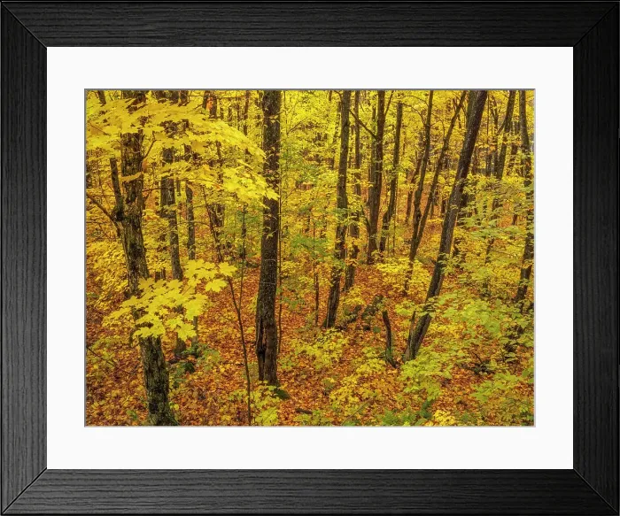 Framed Print : Sugar Maple Trees in Autumn, Muskoka, Ontario, Canada Framed Print : Sugar Maple Trees in Autumn, Muskoka, Ontario, Canada