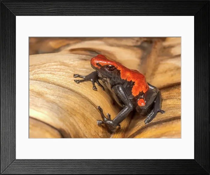 Framed Print : Adelobates galactonotus - captive bred, Ontario, Canada Framed Print : Adelobates galactonotus - captive bred, Ontario, Canada