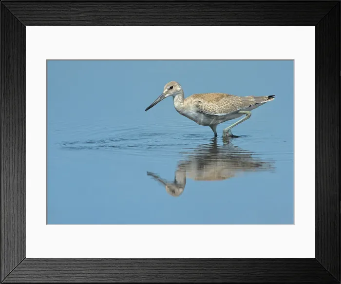 Framed Print : Willet (Tringa semipalmata), Muskoka, Ontario, Canada Framed Print : Willet (Tringa semipalmata), Muskoka, Ontario, Canada