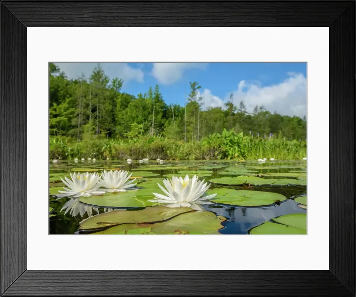 Framed Print : Water Lilies in wetland on Horseshoe Lake, Parry Sound, Ontario Framed Print : Water Lilies in wetland on Horseshoe Lake, Parry Sound, Ontario