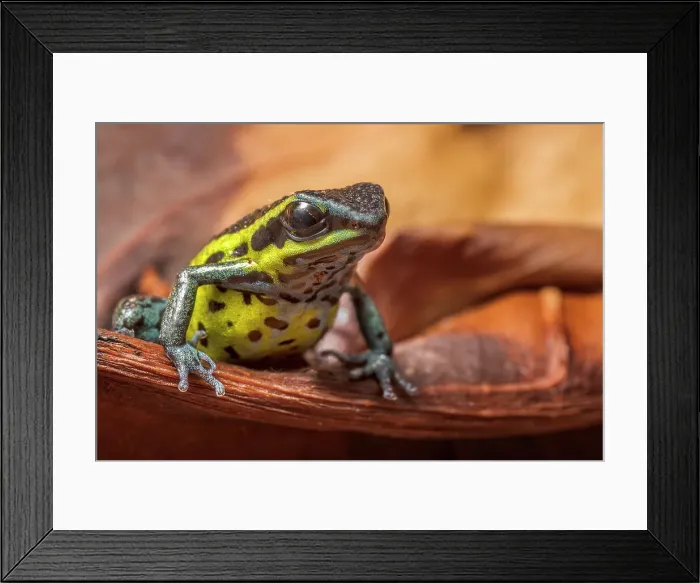 Framed Print : Ameerega pongoensis - captive bred, Ontario, Canada Framed Print : Ameerega pongoensis - captive bred, Ontario, Canada