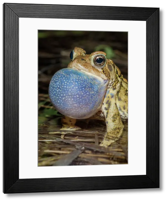 Framed Print : American Toad (Anaxyrus americanus) in a vernal pond at night, Thornton, Ontario, Canada Framed Print : American Toad (Anaxyrus americanus) in a vernal pond at night, Thornton, Ontario, Canada