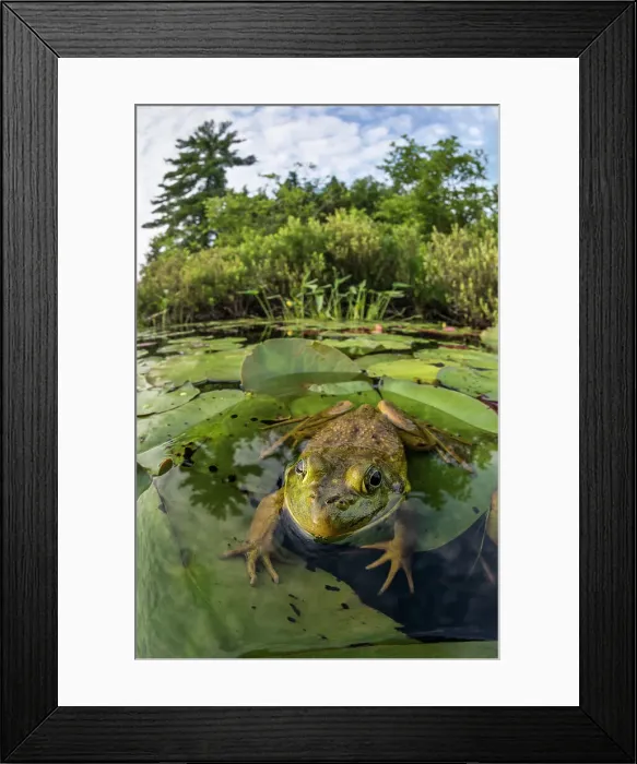 Framed Print : Bullfrog (Lithobates catesbeiana) in wetland on Horseshoe Lake, Parry Sound, Ontario, Canada Framed Print : Bullfrog (Lithobates catesbeiana) in wetland on Horseshoe Lake, Parry Sound, Ontario, Canada