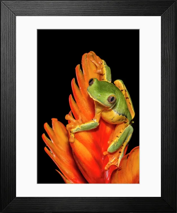 Framed Print : Splendid Leaf Frog (Cruziohyla calcarifer) - captive bred, Ontario, Canada Framed Print : Splendid Leaf Frog (Cruziohyla calcarifer) - captive bred, Ontario, Canada