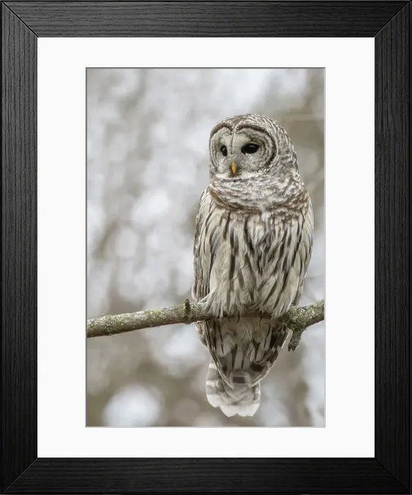 Framed Print : Barred Owl (Strix varia), Oshawa, Ontario, Canada Framed Print : Barred Owl (Strix varia), Oshawa, Ontario, Canada