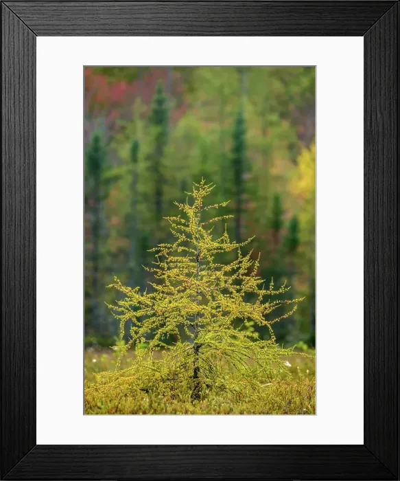 Framed Print : Eastern Larch (Larix laricina) in autumn, Muskoka, Ontario, Canada
