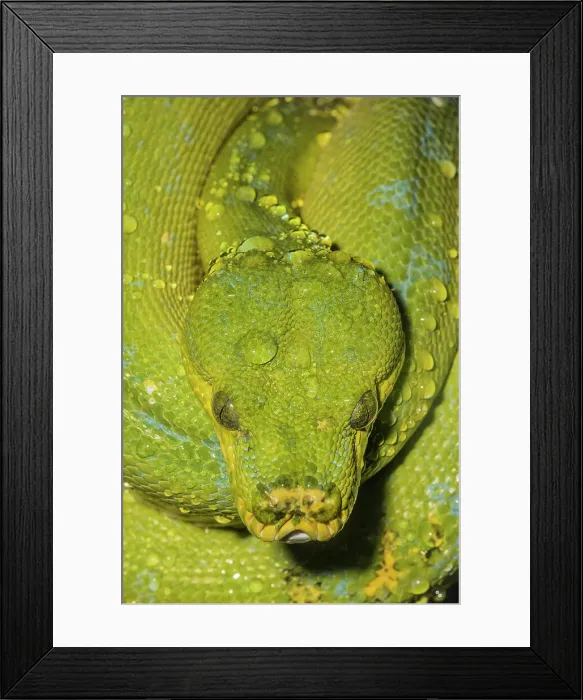 Framed Print : Green Tree Python (Morelia viridis) - captive, Ontario, Canada