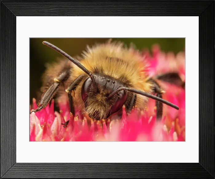 Framed Print : Common Eastern Bumble Bee (Bombus impatiens), Thornton, Ontario, Canada Framed Print : Common Eastern Bumble Bee (Bombus impatiens), Thornton, Ontario, Canada