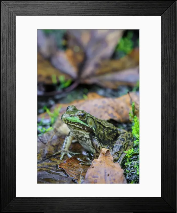 Framed Print : Green Frog (Lithobates clamitans), formerly Rana clamitans, Parry Sound, Ontario, Canada Framed Print : Green Frog (Lithobates clamitans), formerly Rana clamitans, Parry Sound, Ontario, Canada