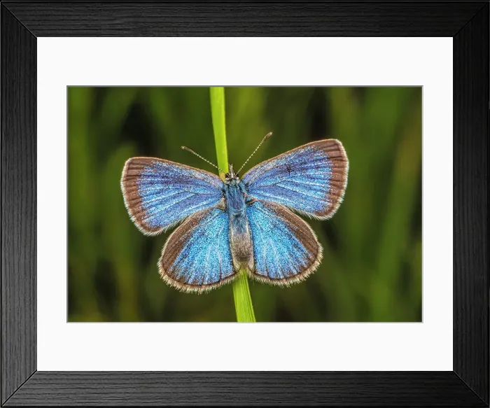Framed Print : Eastern Tailed-Blue (Cupido comyntas), Thornton, Ontario, Canada Framed Print : Eastern Tailed-Blue (Cupido comyntas), Thornton, Ontario, Canada
