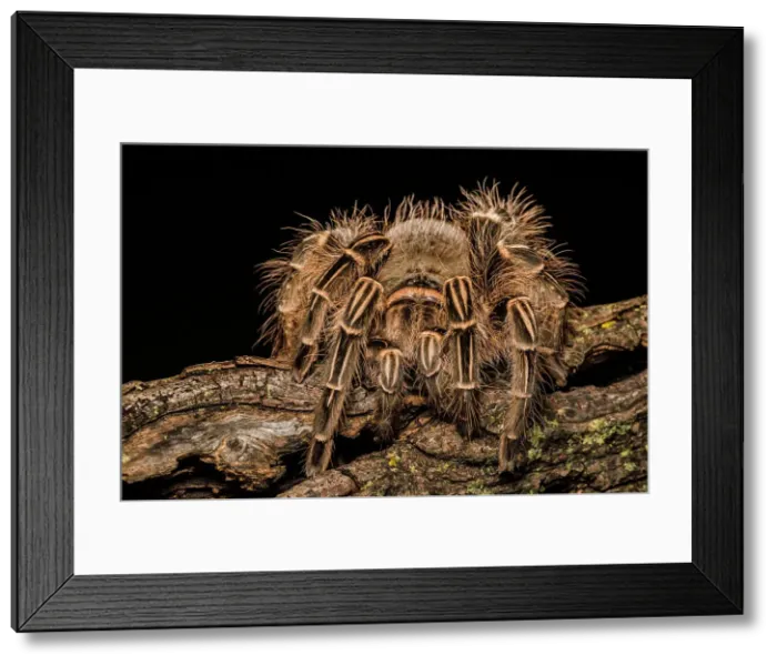 Framed Print : Pink Zebra Beauty Tarantula (Eupalaestrus campestratus) - captive Framed Print : Pink Zebra Beauty Tarantula (Eupalaestrus campestratus) - captive
