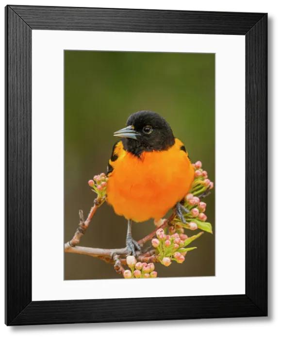 Framed Print : Baltimore Oriole (Icterus galbula) male, Ontario, Canada Framed Print : Baltimore Oriole (Icterus galbula) male, Ontario, Canada