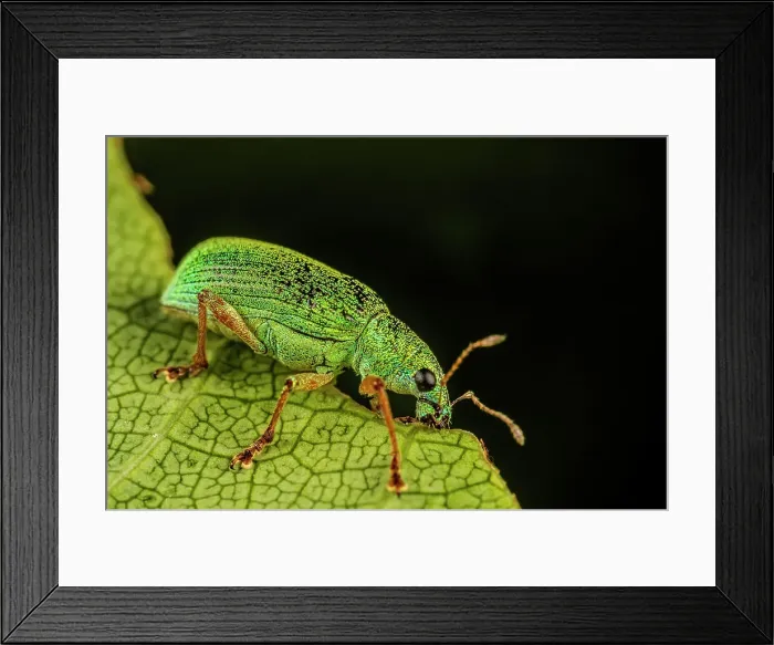 Framed Print : Pale Green Weevil (Polydrusus impressifrons), Thornton, Ontario, Canada Framed Print : Pale Green Weevil (Polydrusus impressifrons), Thornton, Ontario, Canada