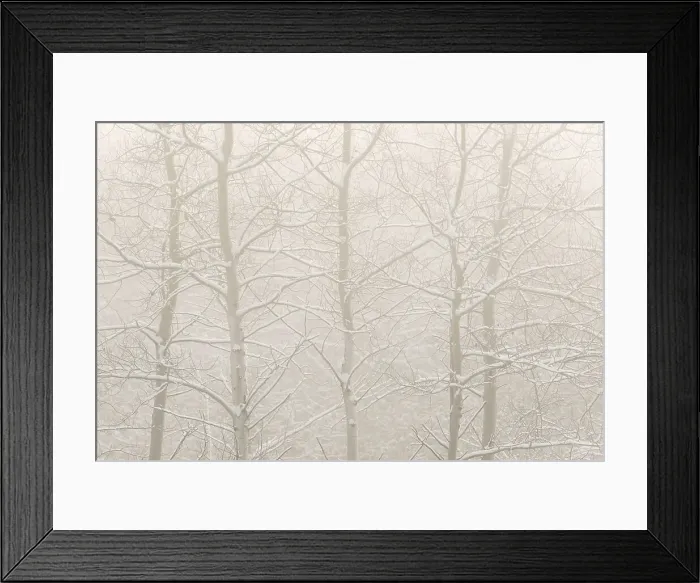 Framed Print : A foggy morning after a fresh snowfall among Aspen Trees in Thornton, Ontario, Canada Framed Print : A foggy morning after a fresh snowfall among Aspen Trees in Thornton, Ontario, Canada