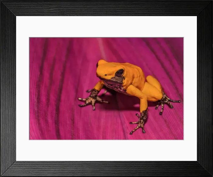 Framed Print : Golden Poison Frog (Phyllobates terribils) is the deadliest frog in the world. Captive bred specimen Framed Print : Golden Poison Frog (Phyllobates terribils) is the deadliest frog in the world. Captive bred specimen