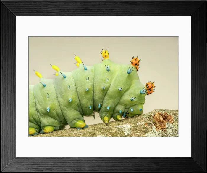 Framed Print : Cecropia Moth caterpillar (Hyalophora cecropia), Thornton, Ontario, Canada Framed Print : Cecropia Moth caterpillar (Hyalophora cecropia), Thornton, Ontario, Canada