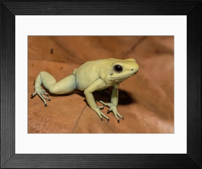 Framed Print : Golden Poison Frog (Phyllobates terribils) is the deadliest frog in the world. Captive bred specimen Framed Print : Golden Poison Frog (Phyllobates terribils) is the deadliest frog in the world. Captive bred specimen