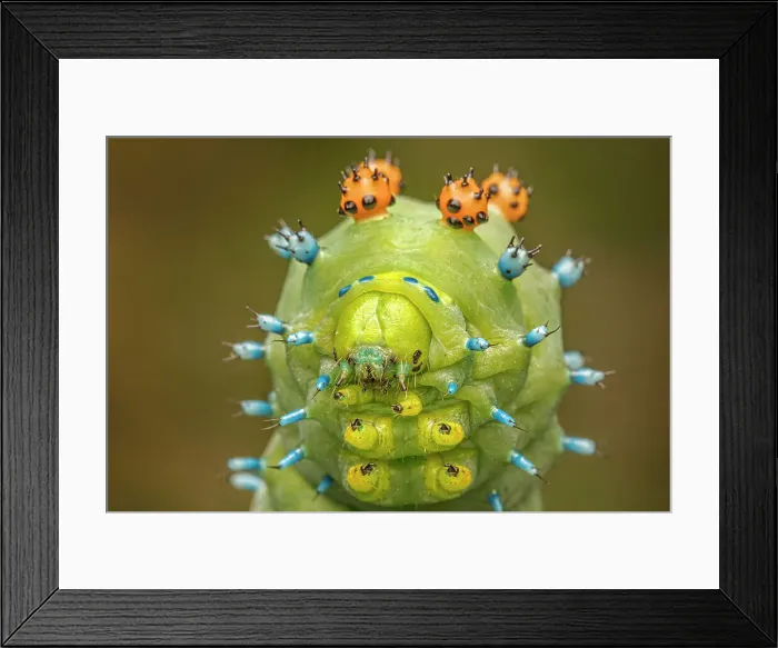 Framed Print : Cecropia Moth caterpillar (Hyalophora cecropia), Thornton, Ontario, Canada Framed Print : Cecropia Moth caterpillar (Hyalophora cecropia), Thornton, Ontario, Canada