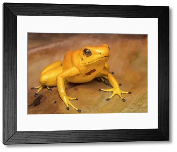 Framed Print : Golden Poison Frog (Phyllobates terribils) is the deadliest frog in the world. Captive bred specimen Framed Print : Golden Poison Frog (Phyllobates terribils) is the deadliest frog in the world. Captive bred specimen