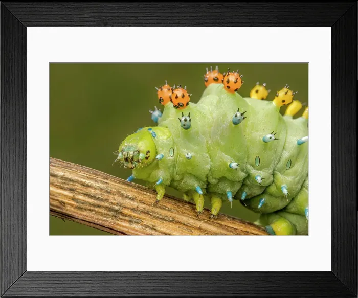 Framed Print : Cecropia Moth caterpillar (Hyalophora cecropia), Thornton, Ontario, Canada Framed Print : Cecropia Moth caterpillar (Hyalophora cecropia), Thornton, Ontario, Canada