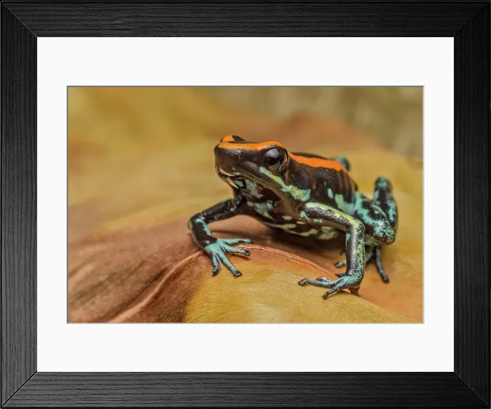Framed Print : Phyllobates vitatus, Ontario, Canada Framed Print : Phyllobates vitatus, Ontario, Canada