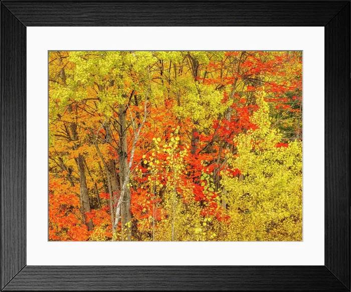 Framed Print : Autumn Colour along the North Channel of Lake Huron, Ontario, Canada Framed Print : Autumn Colour along the North Channel of Lake Huron, Ontario, Canada