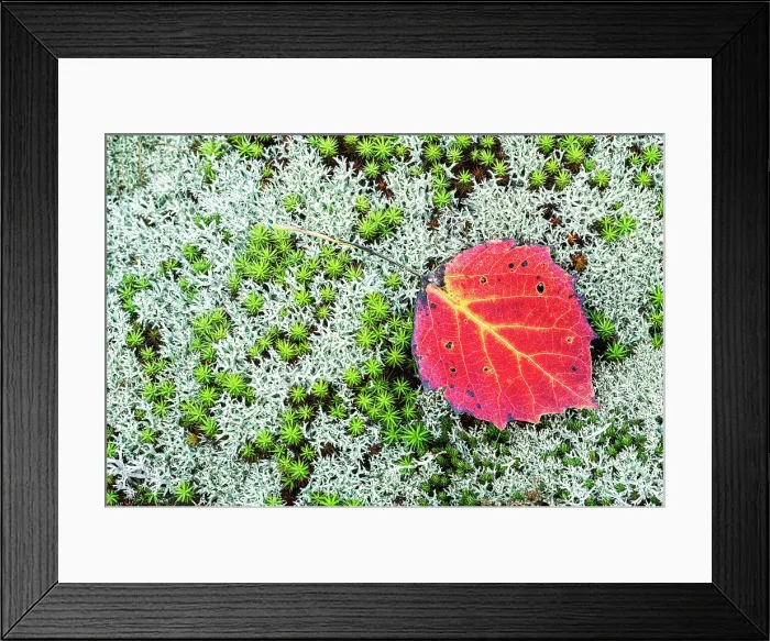 Framed Print : Autumn Aspen Leaf on Haircap Moss and Lichen, Muskoka, Ontario, Canada