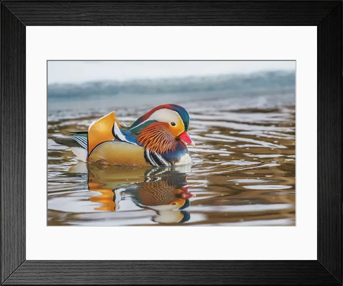 Framed Print : Mandarin Duck (Aix galericulata), Ontario, Canada Framed Print : Mandarin Duck (Aix galericulata), Ontario, Canada