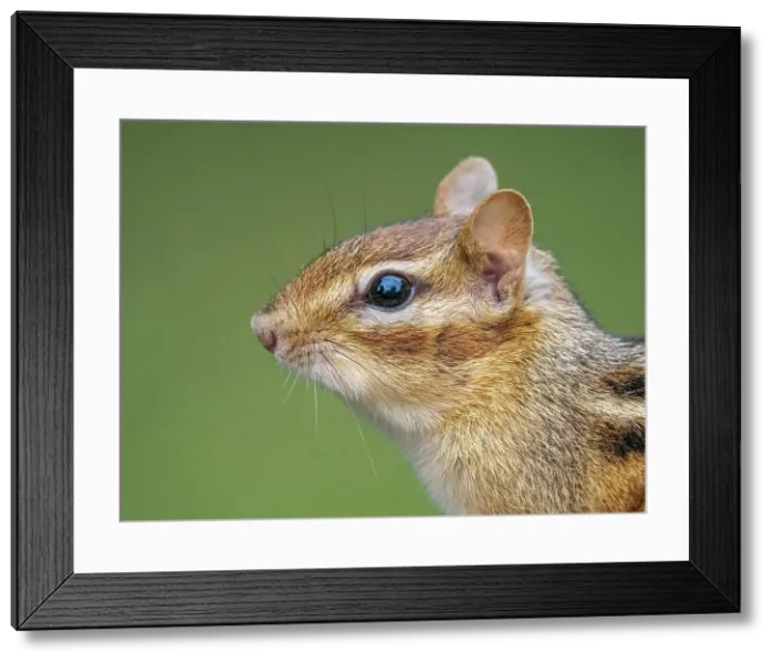 Framed Print : Eastern Chipmunk (Tamias striatus), Thornton, Ontario, Canada Framed Print : Eastern Chipmunk (Tamias striatus), Thornton, Ontario, Canada