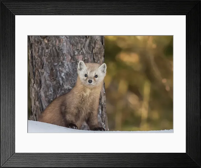 Framed Print : American Marten (Martes americana), Algonquin Provincial Park, Ontario, Canada
