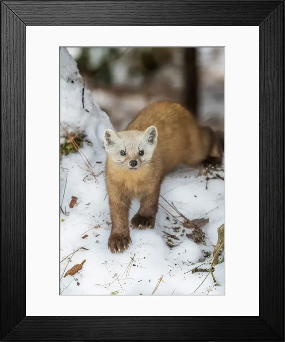 Framed Print : American Marten (Martes americana), Algonquin Provincial Park, Ontario, Canada