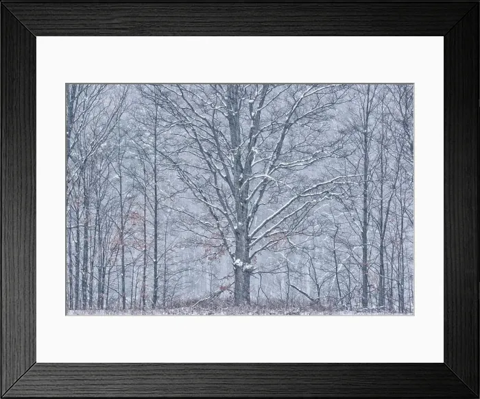 Framed Print : WInter trees in snow storm, Thornton, Ontario, Canada Framed Print : WInter trees in snow storm, Thornton, Ontario, Canada