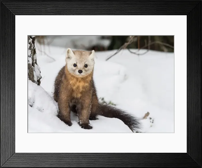 Framed Print : American Marten (Martes americana), Algonquin Provincial Park, Ontario, Canada Framed Print : American Marten (Martes americana), Algonquin Provincial Park, Ontario, Canada