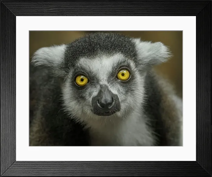 Framed Print : Ring-tailed Lemur (Lemur catta) - captive, Ontario, Canada Framed Print : Ring-tailed Lemur (Lemur catta) - captive, Ontario, Canada