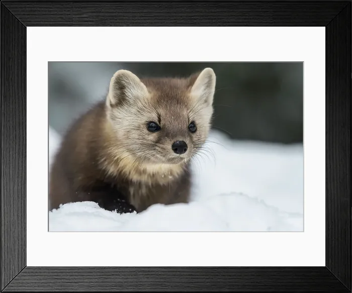 Framed Print : American Marten (Martes americana), Algonquin Provincial Park, Ontario, Canada