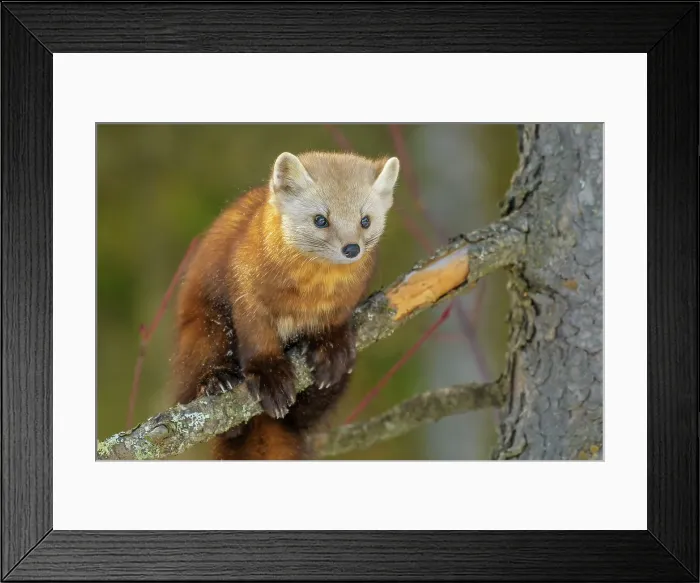 Framed Print : American Marten (Martes americana), Algonquin Provincial Park, Ontario, Canada Framed Print : American Marten (Martes americana), Algonquin Provincial Park, Ontario, Canada