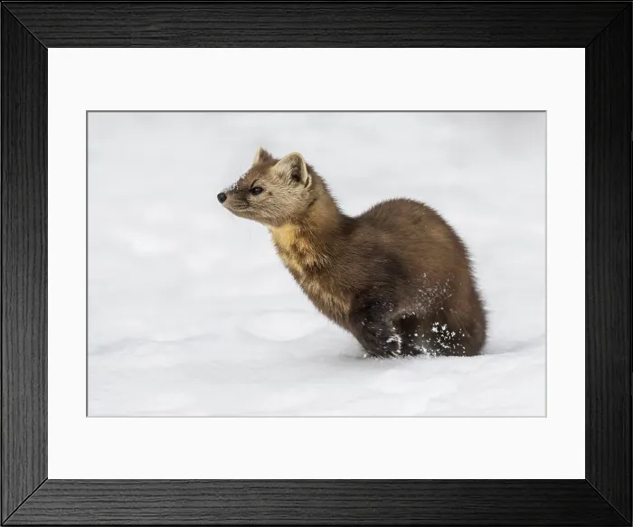Framed Print : American Marten (Martes americana), Algonquin Provincial Park, Ontario, Canada Framed Print : American Marten (Martes americana), Algonquin Provincial Park, Ontario, Canada