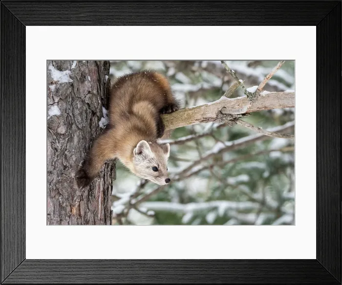 Framed Print : American Marten (Martes americana), Algonquin Provincial Park, Ontario, Canada Framed Print : American Marten (Martes americana), Algonquin Provincial Park, Ontario, Canada