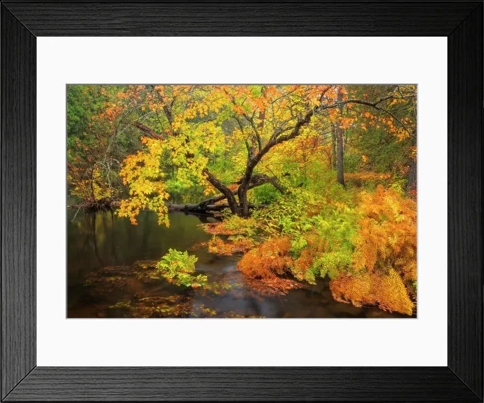 Framed Print : Autumn Colour on te Petawawa River, Algonquin Provincial Park, Ontario, Canada Framed Print : Autumn Colour on te Petawawa River, Algonquin Provincial Park, Ontario, Canada