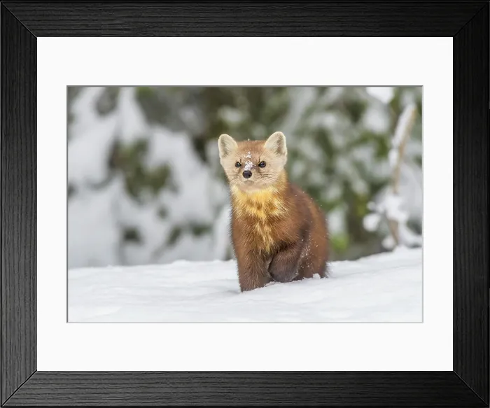 Framed Print : American Marten (Martes americana), Algonquin Provincial Park, Ontario, Canada Framed Print : American Marten (Martes americana), Algonquin Provincial Park, Ontario, Canada