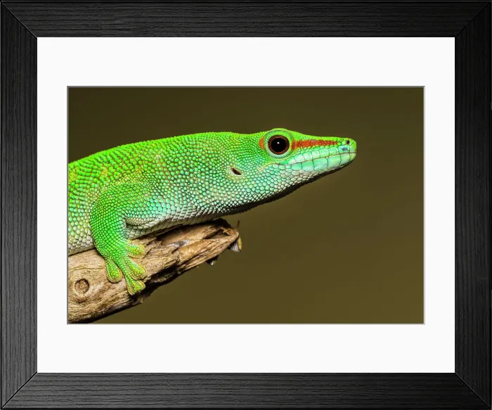 Framed Print : Giant Day Gecko (Phelsuma grandis) - captive specimen, Ontario, Canada Framed Print : Giant Day Gecko (Phelsuma grandis) - captive specimen, Ontario, Canada
