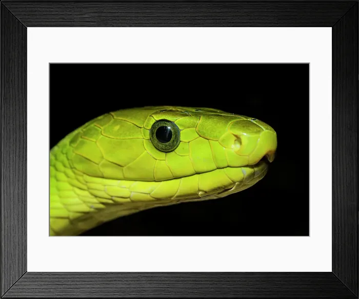 Framed Print : Green Mamba (Dendroaspis angusticeps) - captive, Ontario, Canada