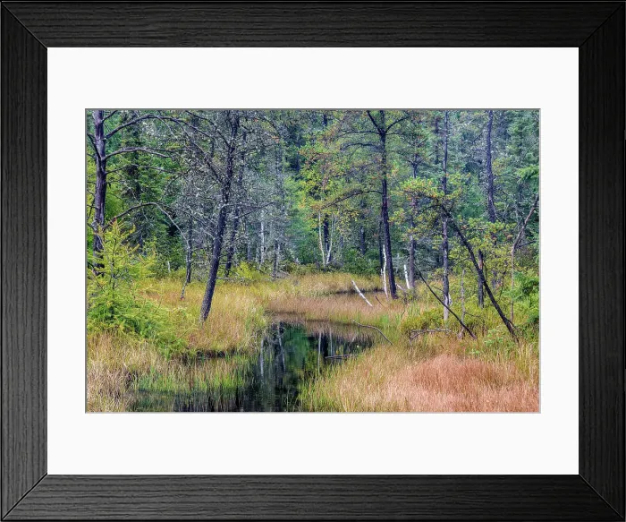 Framed Print : Boreal Forest wetland near Gogama, Ontario, Canada Framed Print : Boreal Forest wetland near Gogama, Ontario, Canada