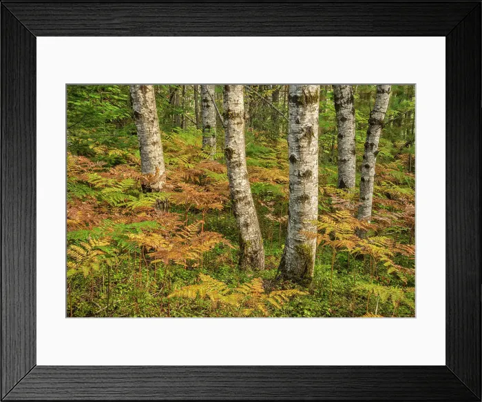 Framed Print : Bracken Fern and Aspen Trees, Algonquin Provincial Park, Ontario, Canada Framed Print : Bracken Fern and Aspen Trees, Algonquin Provincial Park, Ontario, Canada