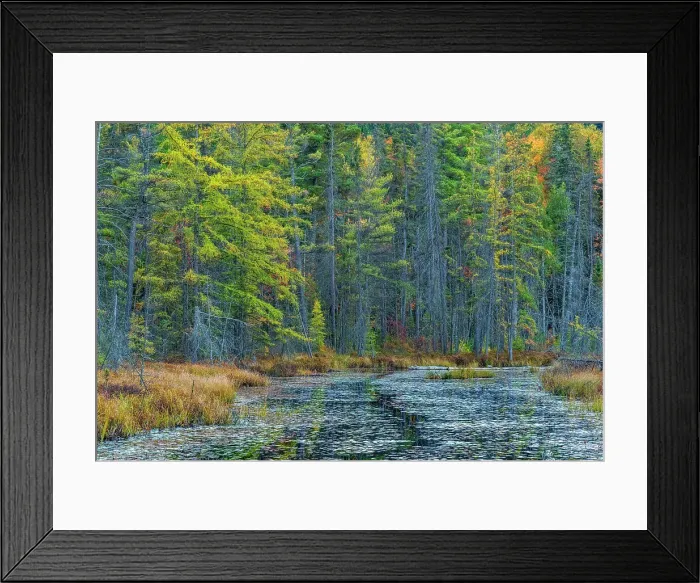 Framed Print : Wetland in Algonquin Provincial Park, Ontario, Canada Framed Print : Wetland in Algonquin Provincial Park, Ontario, Canada