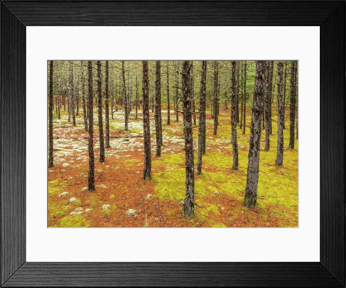 Framed Print : Spruce Tree Trunks, Algonquin Provincial Park, Ontario, Canada