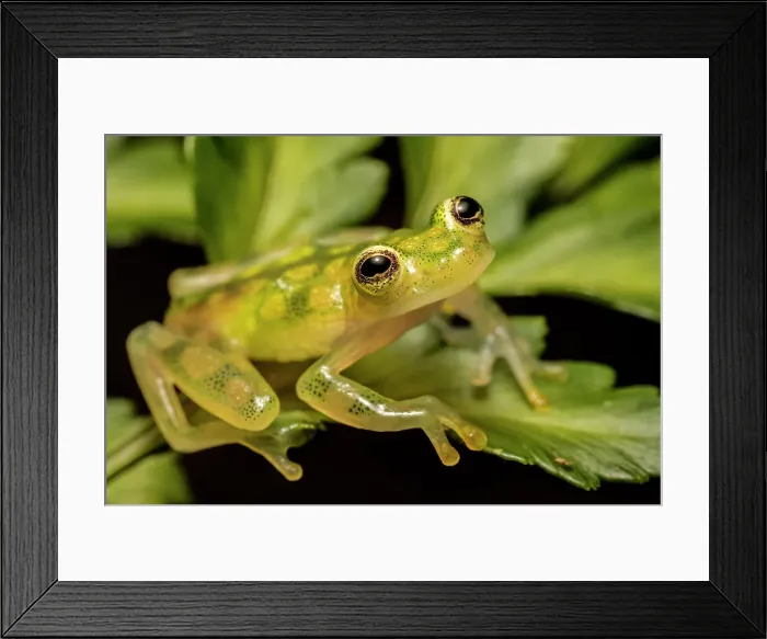 Framed Print : La Palma Glass Frog (Hyalinobatrachium valerioi) - captive bred, Ontario, Canada Framed Print : La Palma Glass Frog (Hyalinobatrachium valerioi) - captive bred, Ontario, Canada