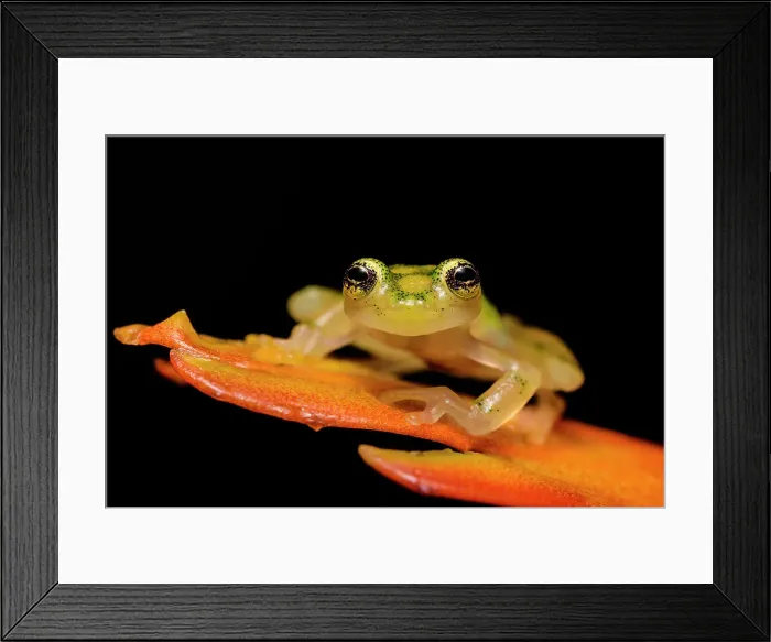 Framed Print : La Palma Glass Frog (Hyalinobatrachium valerioi) - captive bred, Ontario, Canada Framed Print : La Palma Glass Frog (Hyalinobatrachium valerioi) - captive bred, Ontario, Canada