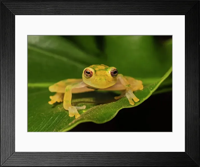 Framed Print : La Palma Glass Frog (Hyalinobatrachium valerioi) - captive bred, Ontario, Canada